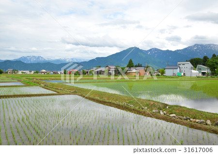 Koshihikari just planted in Minamiuonuma 31617006