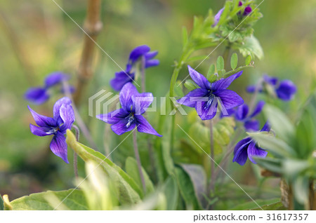 Violet Violet 31617357