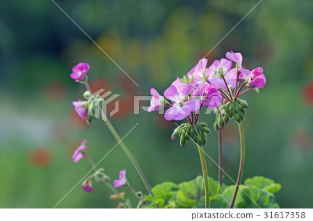 天竺葵 天竺葵 31617358