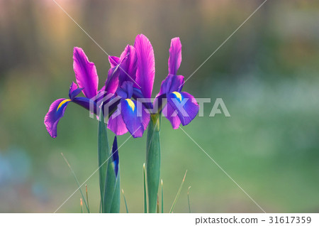 荷蘭鳶尾 荷蘭鳶尾 31617359