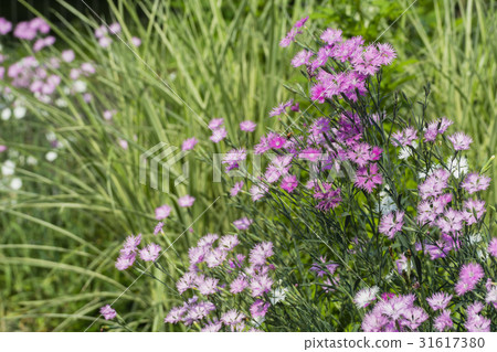 坎皮恩 坎皮恩 31617380