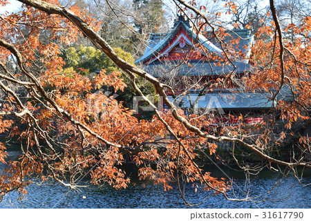 風景 湖 楓紅 楓葉 東京 井之頭恩賜公園 秋 閃爍 湖光 詩情畫意 水面 日本 秋景 晚秋 31617790