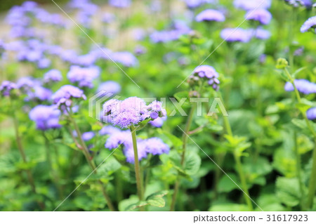 Agereatum花 Agereatum花 31617923