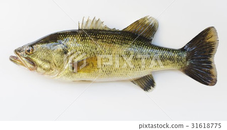 Okutibashi（俗名：黑色巴士）美國戶外釣魚的流行特定外來物種 31618775