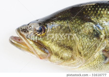 Okutibashi (common name: black bus) face up Popular for outpatient fish fishing in the American origin Specified alien designation Okutibashi (common name: black bus) face up Popular for outpatient fish fishing in the American origin Specified alien designation 31618777