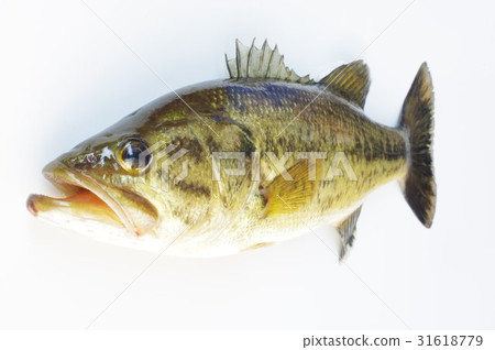 Okutibashi (common name: black bus) overhead view Popular for outpatient fish fishing in the US Specified alien species 31618779