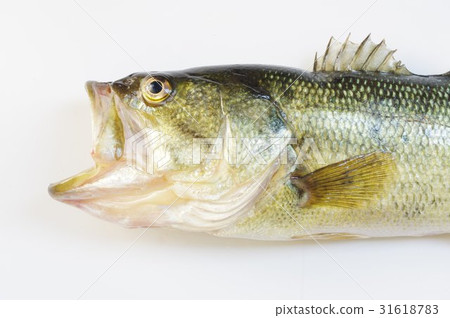 Okutibashi (common name: black bus) Half body opening Special popular alien designation for outpatient fishing fishing of American origin Okutibashi (common name: black bus) Half body opening Special popular alien designation for outpatient fishing fishing of American origin 31618783