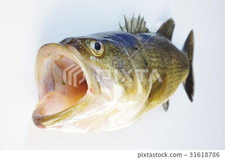 Okutibashi(俗名:黑色巴士)開頂視圖在美國流行的門診釣魚釣魚指定的外來物種 Okutibashi(俗名:黑色巴士)開頂視圖在美國流行的門診釣魚釣魚指定的外來物種 31618786