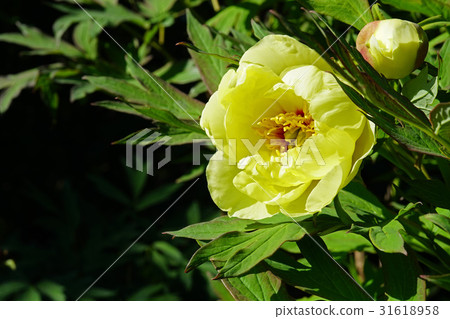 Beautiful button filled with elegance 31618958