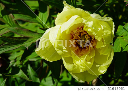 Beautiful button filled with elegance 31618961