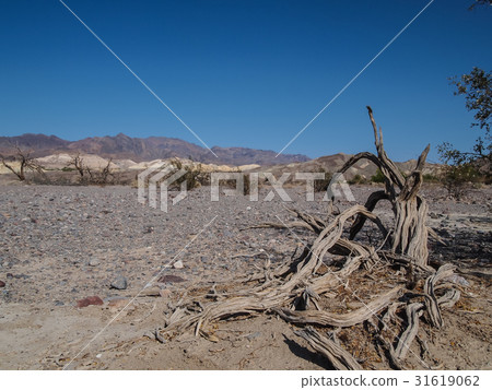Mountains, dry tree and desert landscape 31619062