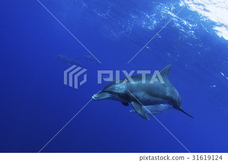 Ogasawara's dolphin 31619124