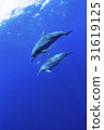 小笠原的海豚 31619125
