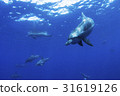 小笠原的海豚 31619126