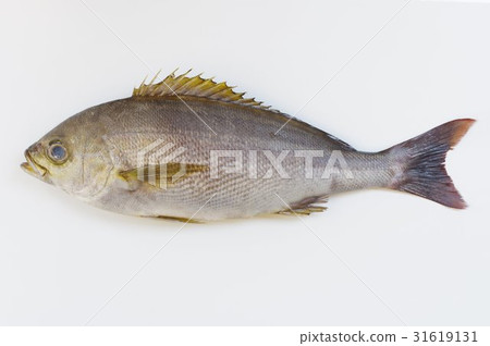 Isaki (Isa tree) Savory seawater fish Isaki (Isa tree) Savory seawater fish 31619131