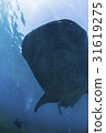 宿務的鯨鯊 31619275