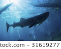 宿務的鯨鯊 31619277