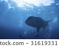 宿務的鯨鯊 31619331