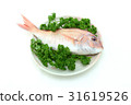 Snapper 1 Snapper 1 31619526