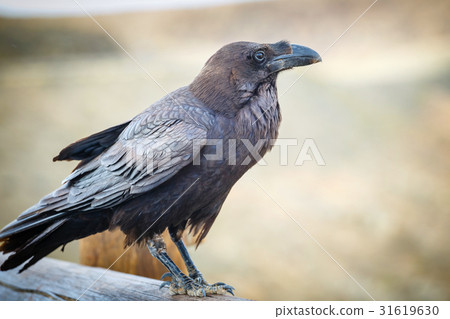 Common Raven sitting on a wooden beam, close up Common Raven sitting on a wooden beam, close up 31619630