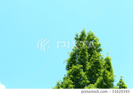 Metasequoia 31620393
