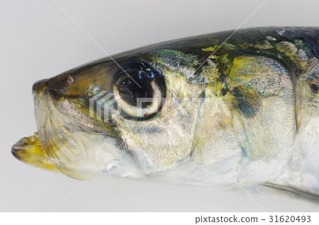 沙丁魚（沙丁魚）頭開放最熟悉的流行魚類用於各種行業的重要漁業資源 31620493