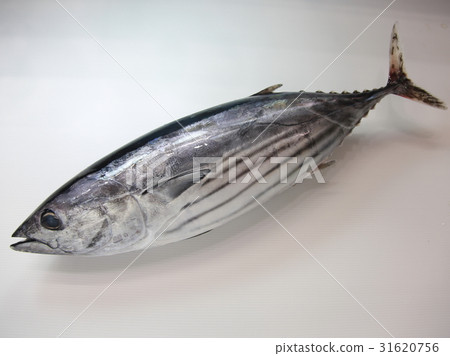 Photo material Bonito Photo material Bonito 31620756