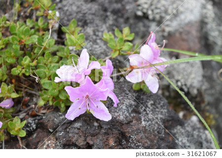 Miyama Kirishima Miyama Kirishima 31621067