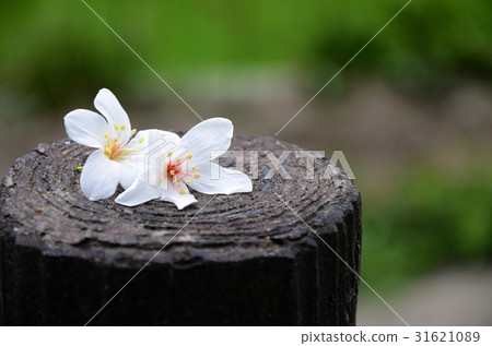 桐花 31621089