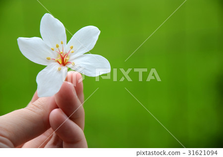 桐花 31621094
