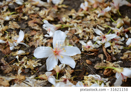 桐花 31621158
