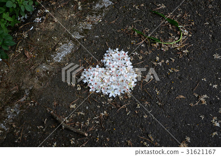 桐花 31621167