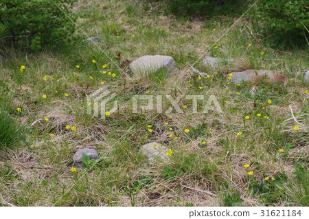 Flowering of Miyako-bamboo Blooming in Shinshu Minegahara Plateau Perennial Family of Rosaceae and Alpine Plants Native Beyond Central Honshu 31621184