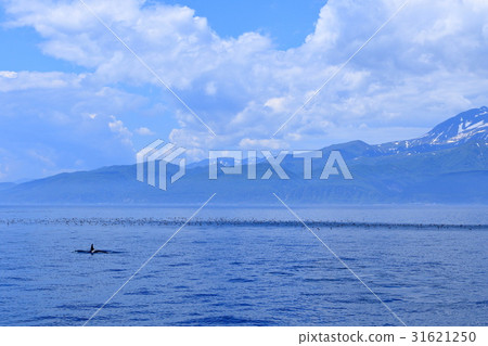 在Rausu觀看虎鯨 在Rausu觀看虎鯨 31621250