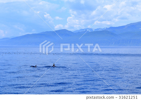 在Rausu觀看虎鯨 31621251