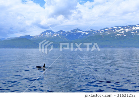 在Rausu觀看虎鯨 31621252