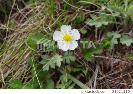 鮮花盛開在信州三原高原Planthill silvano沒有重秸稈高山植物原產於本州中部 31621310