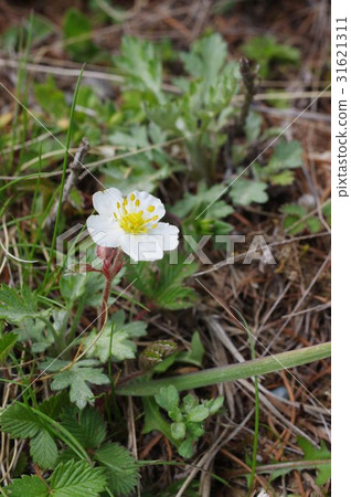 鮮花盛開在信州三原高原Planthill silvano沒有重秸稈高山植物原產於本州中部 31621311