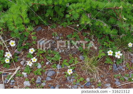 Flower blooming in the Shinshu Mikagahara Plateau A group of sweet potato-henbichigo alpine plants native to central Honshu 31621312