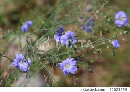 Blue flax flowers or lint, Linum perenne 31621369