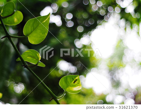 green leaves of large size garden creeping plant 31621370