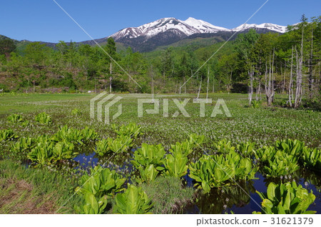 從Shakahu的高原Norikura Norikura池塘，6月景觀與水basho和Mitsugashiwa綻放的Norikura的視圖 31621379