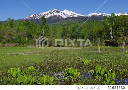 從Shakahu的高原Norikura Norikura池塘,6月景觀與水basho和Mitsugashiwa綻放的Norikura的視圖 從Shakahu的高原Norikura Norikura池塘,6月景觀與水basho和Mitsugashiwa綻放的Norikura的視圖 31621380