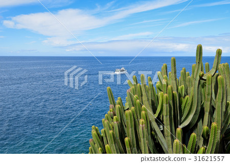 Canary Island Spurge by the Sea. Canary Island. Canary Island Spurge by the Sea. Canary Island. 31621557