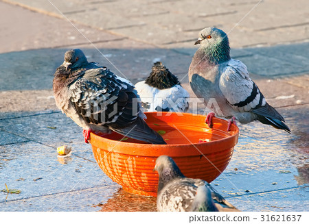 Pigeons bathing in a bowl Pigeons bathing in a bowl 31621637
