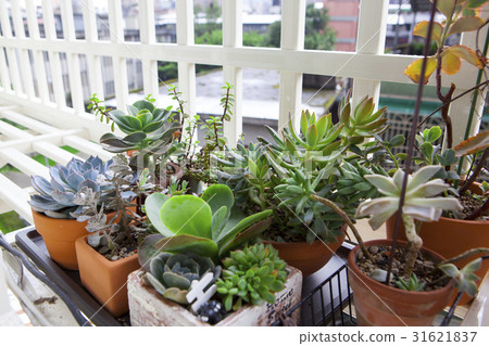 綠色植物，多肉植物，肉質植物，緑の植物、多肉植物、多肉植物，succulent plants 31621837