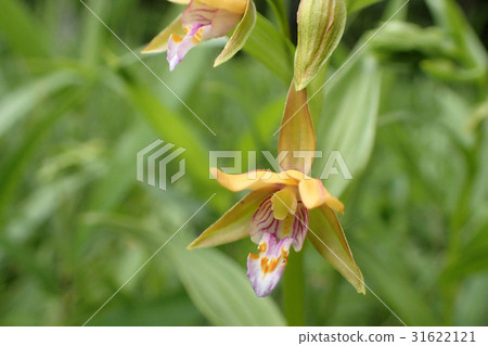 Wild orchids 31622121