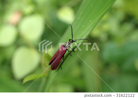 Benicotski Benicotski 31622122