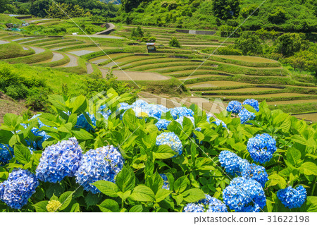 Rice terrace in Chihaya-okasaki village Rice terrace in Chihaya-okasaki village 31622198