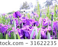 鳶尾花 31622235